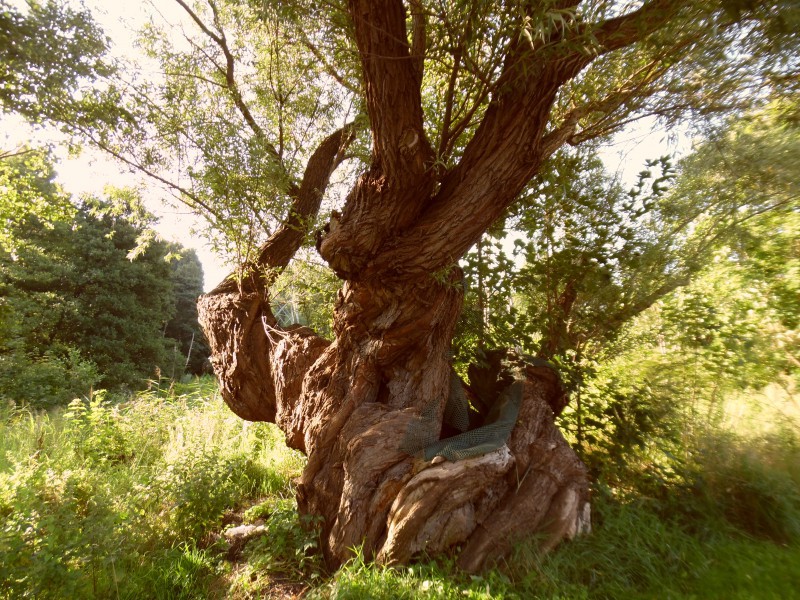 W Gdyni wiele drzew wciąż czeka na ochronę, np. prastara wierzba z ul. Wielkopolskiej