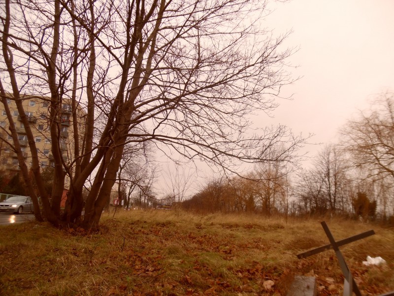 Dawny cmentarz obłużański znajduje się tuż przy ruchliwej drodze
