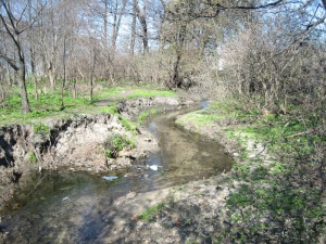 Potok Cisowski w okolicy ul. Hutniczej